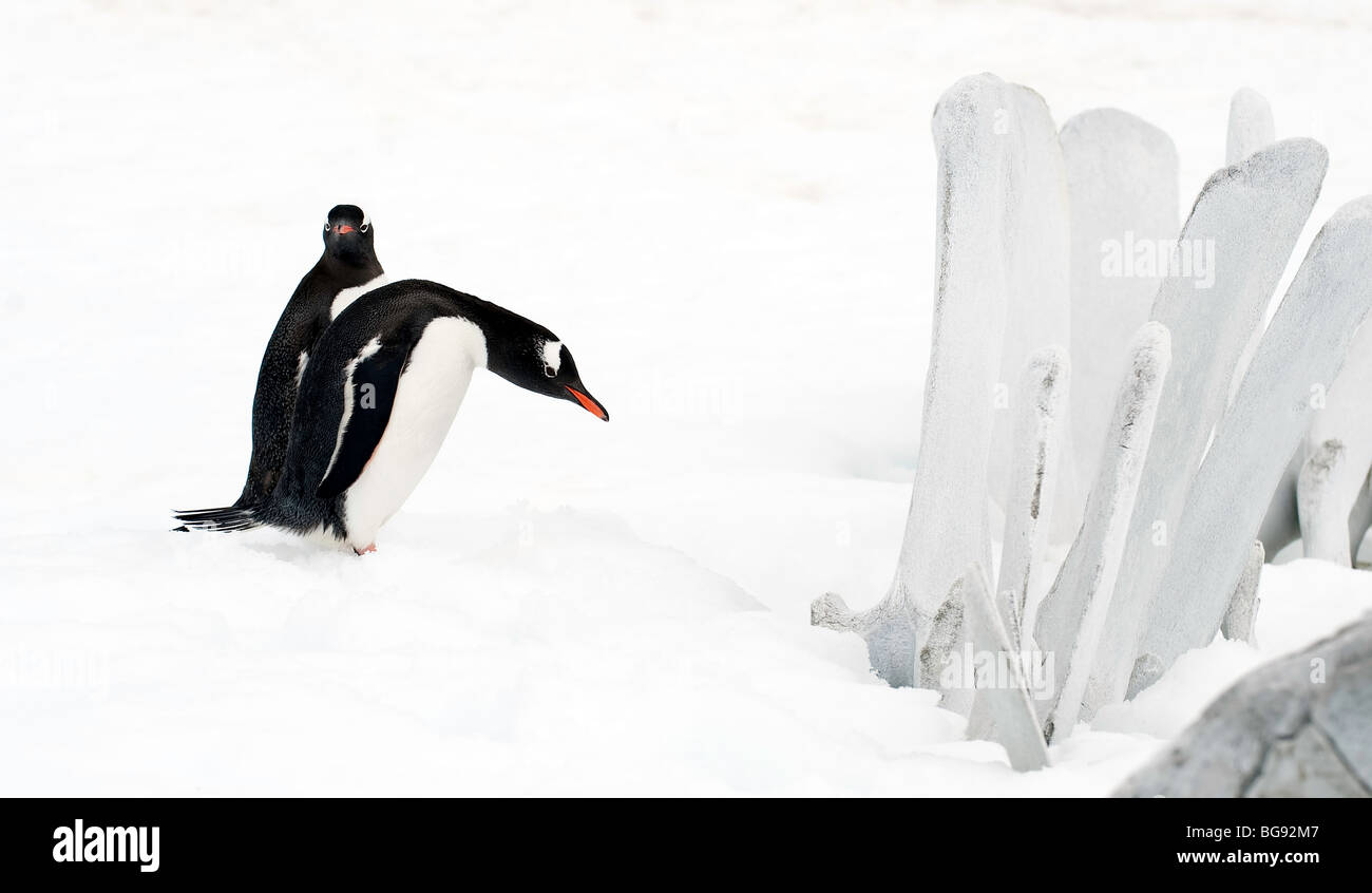 "Una coppia di pinguini Gentoo ispezionare alcune ossa di balena". Foto Stock