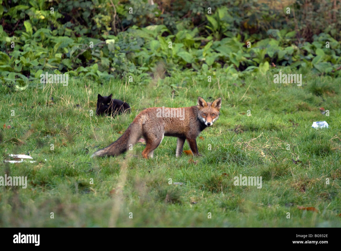 Red Fox (Vulpus vulpus) e Gatto nero in un nord di Londra Giardino Foto Stock