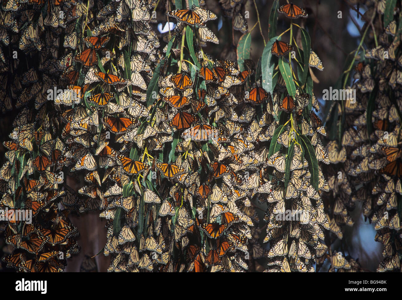 La Monarch (Danaus plexippus), gruppo sono ' appollaiati, CALIFORNIA, STATI UNITI D'AMERICA Foto Stock