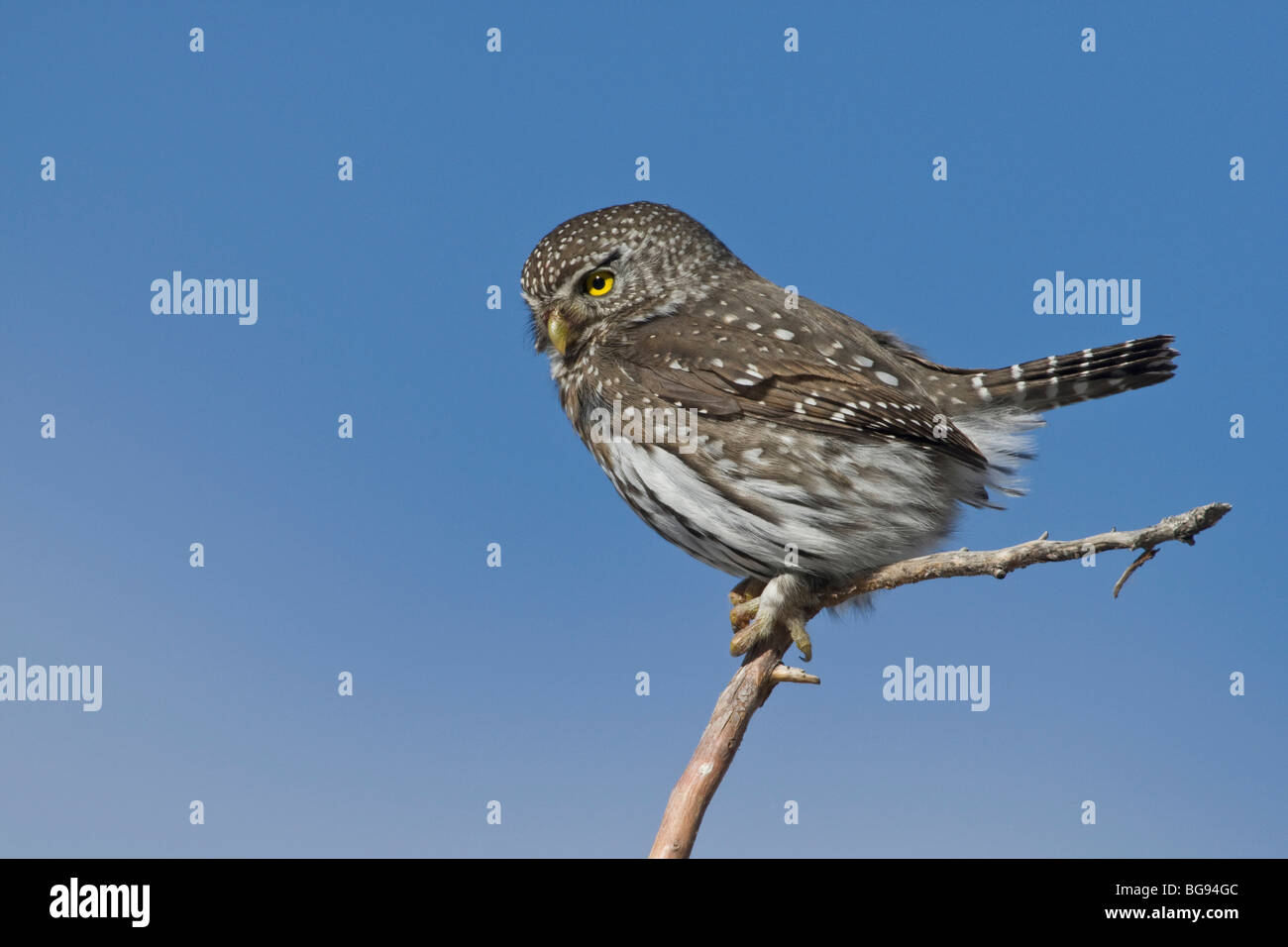 Pygmy-Owl settentrionale (Glaucidium gnoma), maschio chiamando, il Parco Nazionale di Yellowstone, Wyoming USA Foto Stock