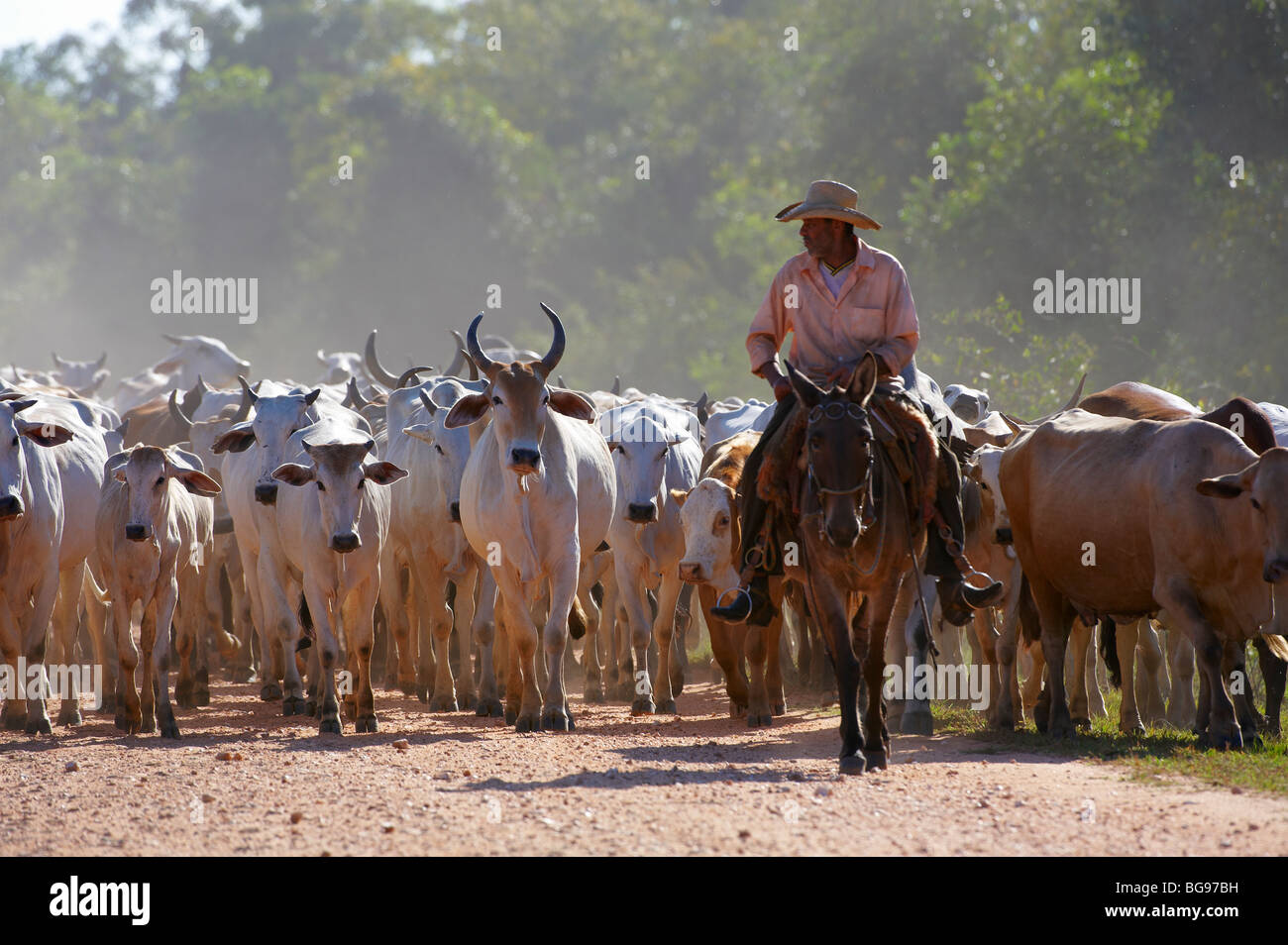 I cowboy sulle unità di bestiame, Pantanal, POCONE, Mato Grosso, Brasile, Sud America Foto Stock