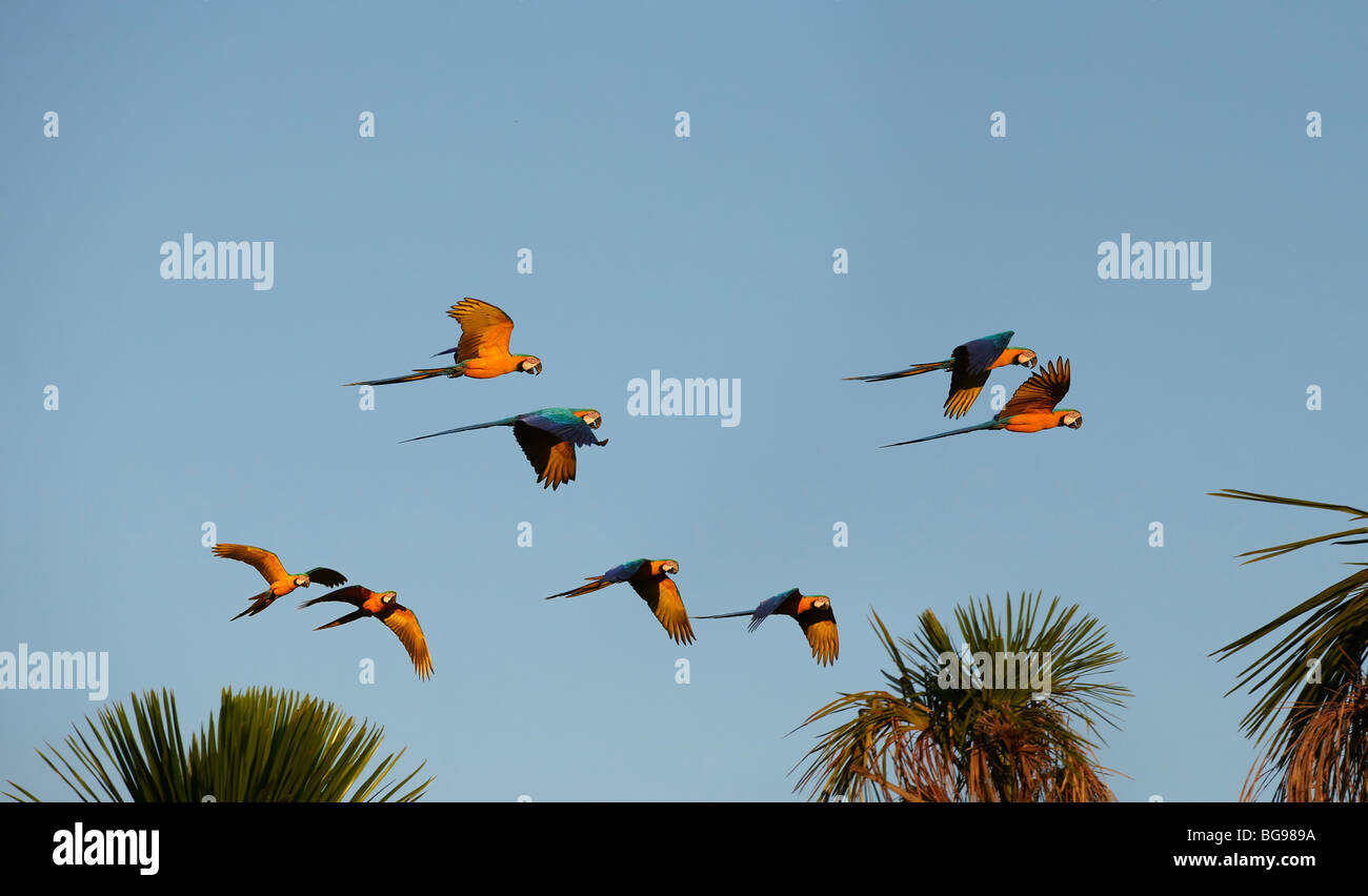 Flying Blue-e-Giallo pappagalli ara ararauna, NOBRES, BOM JARDIN, Mato Grosso, Brasile, Sud America Foto Stock