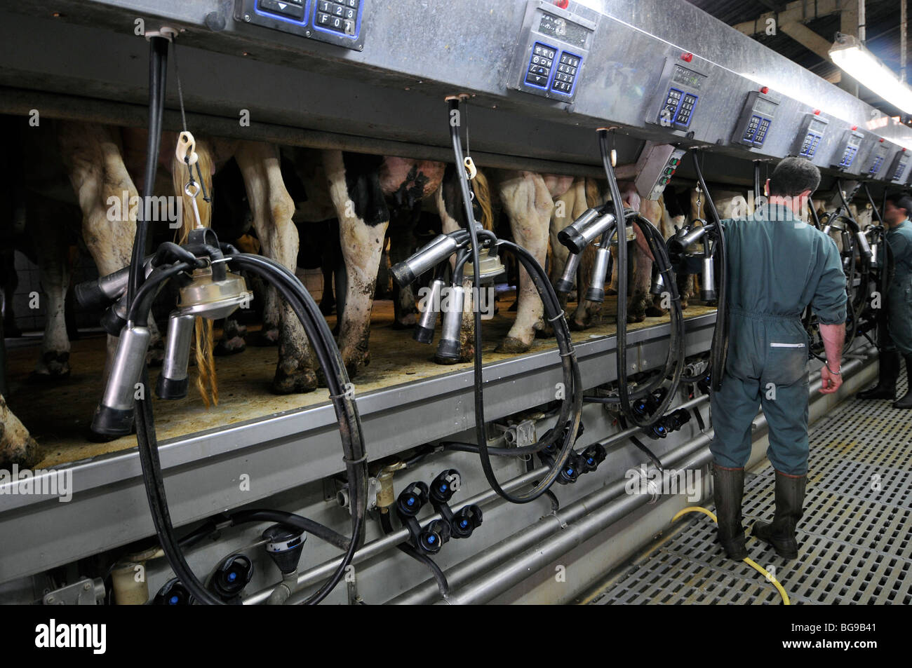 Sciopero del latte da parte dei produttori del 'GAEC des Aubiers " agricoltori " Gruppo di interesse economico a Saint-même-le-Tenu (44) su 2009/09/11 Foto Stock