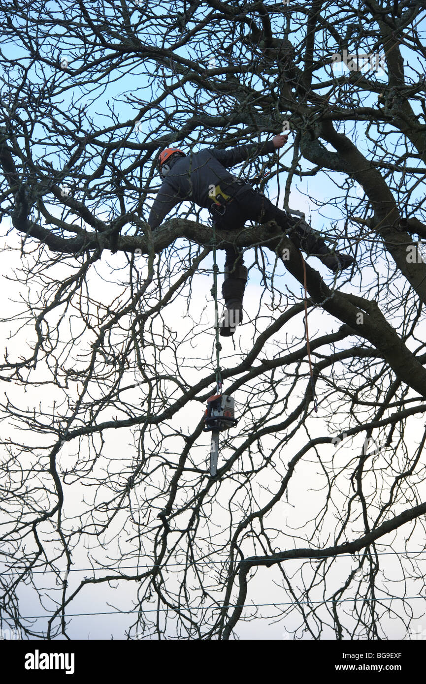 Tree chirurgo, arborist, usando una sega a catena, al lavoro su un albero Foto Stock