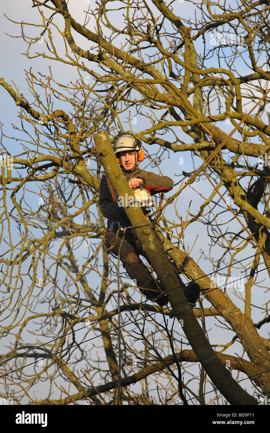 Tree chirurgo, arborist, usando una sega a catena, al lavoro su un albero Foto Stock