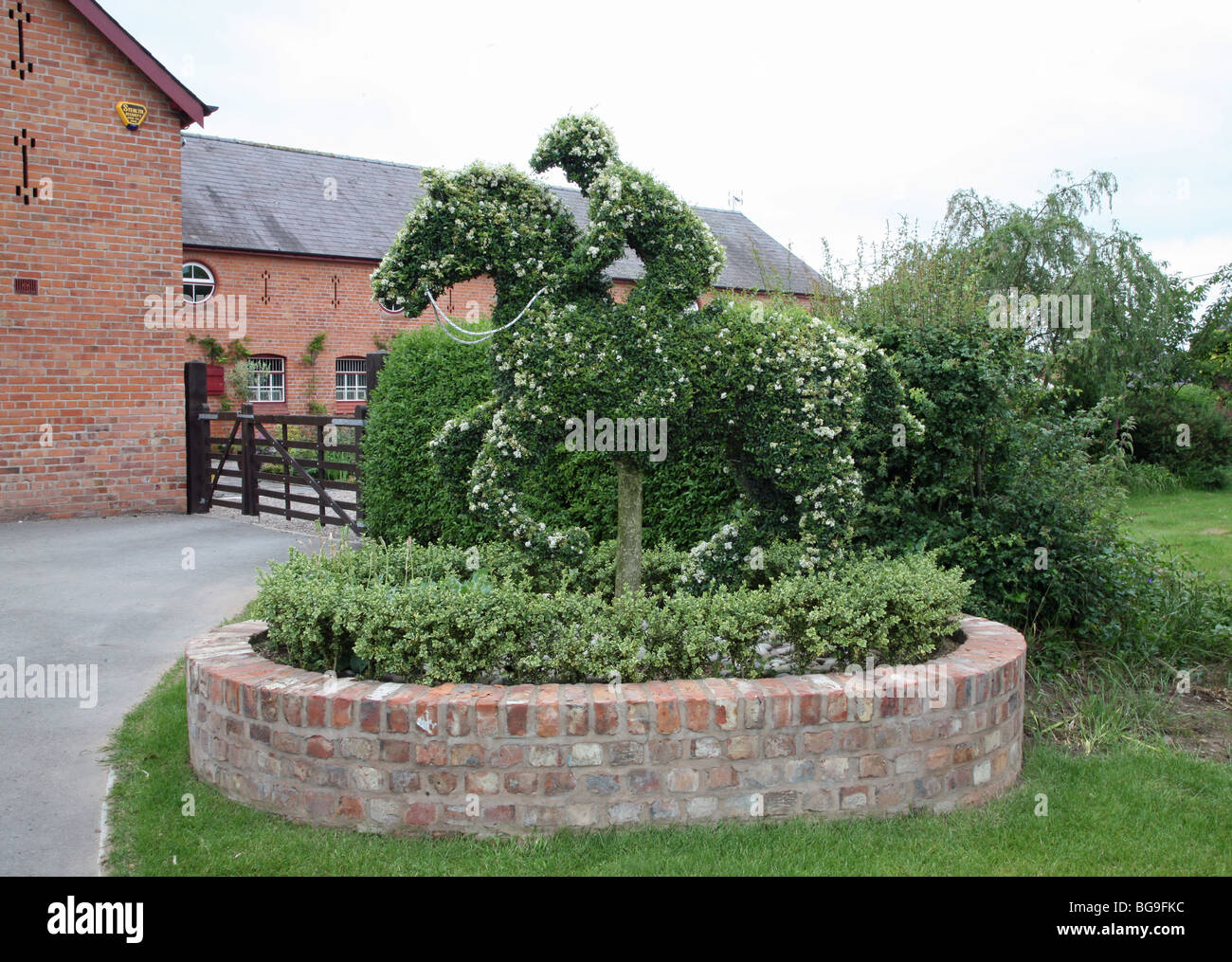 Topiaria da cavallo e fantino realizzato al di fuori di un Bush in un allevamento nel Cheshire Foto Stock