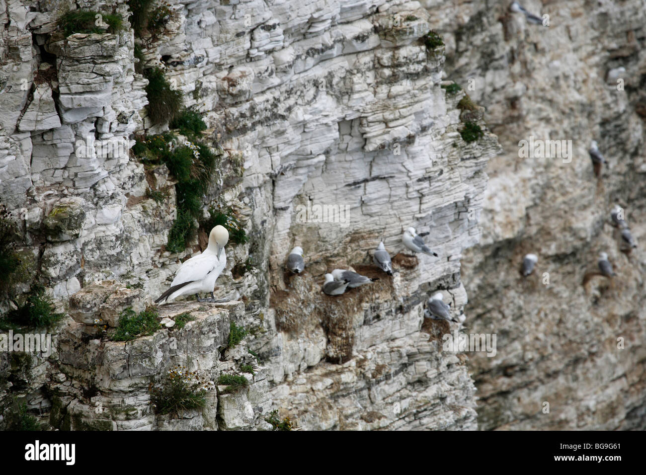 Le sule, Morus bassanus, Bempton Cliffs, RSPB Riserva, East Yorkshire Costa, UK. Foto Stock