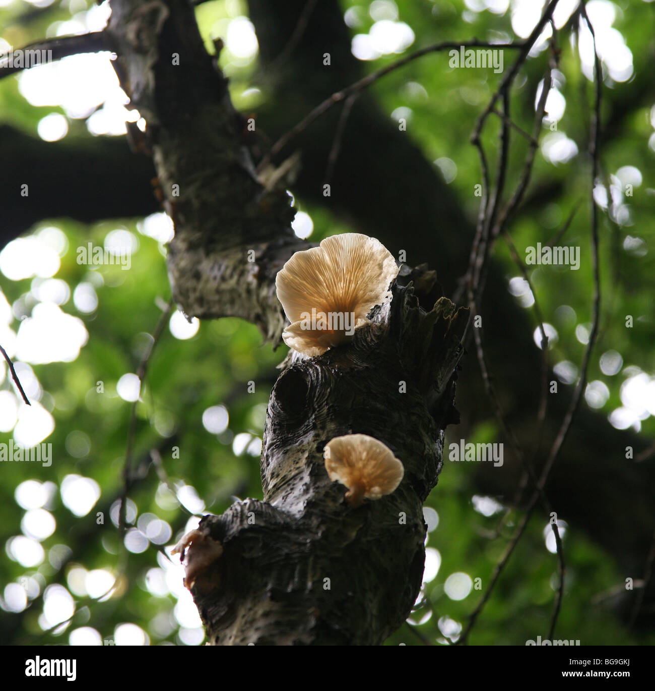 La staffa o mensola fungo o funghi, eventualmente un'ostrica (fungo Pleurotus ostreatus) Foto Stock