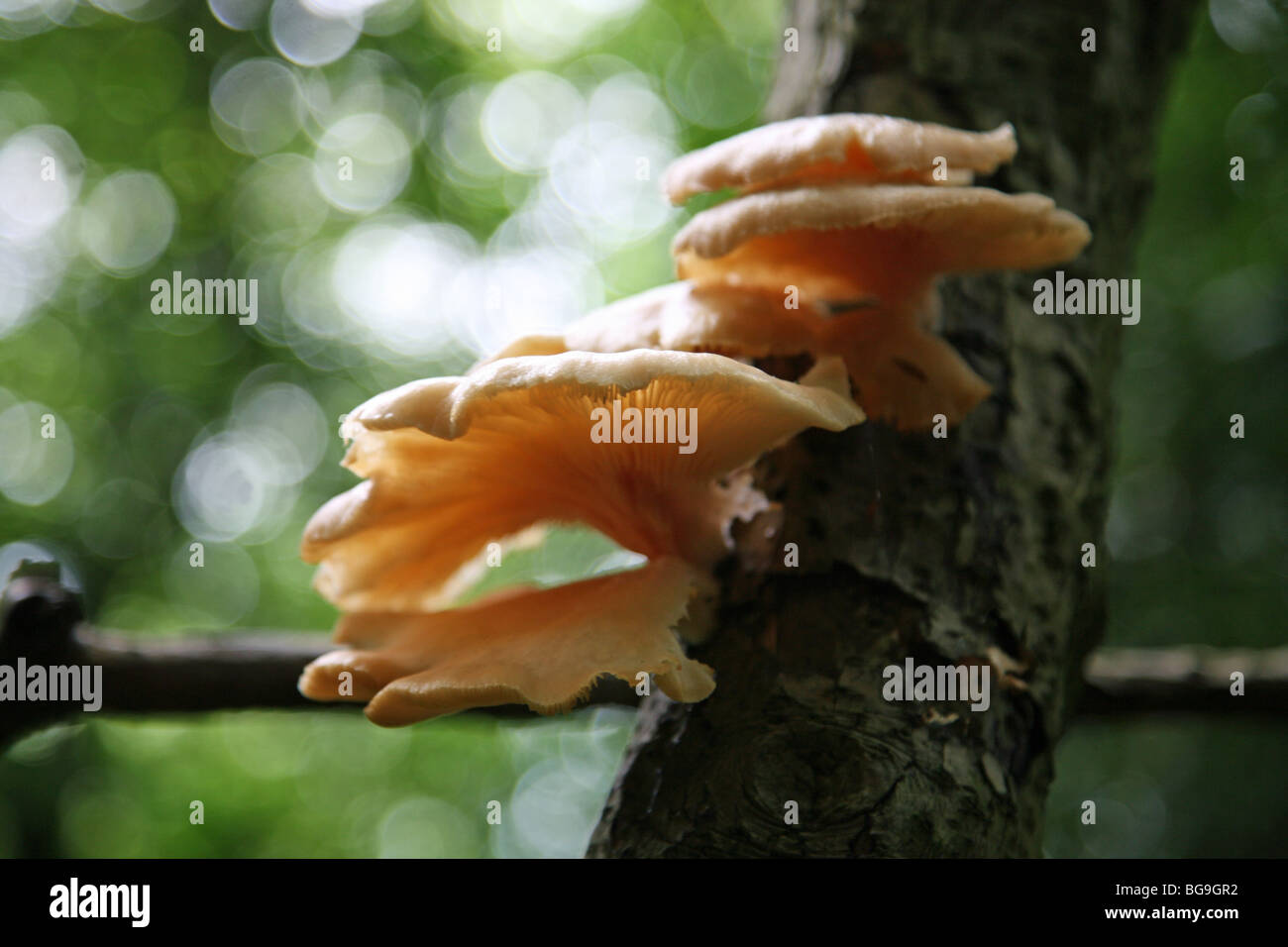 La staffa o mensola fungo o funghi, eventualmente un'ostrica (fungo Pleurotus ostreatus) Foto Stock