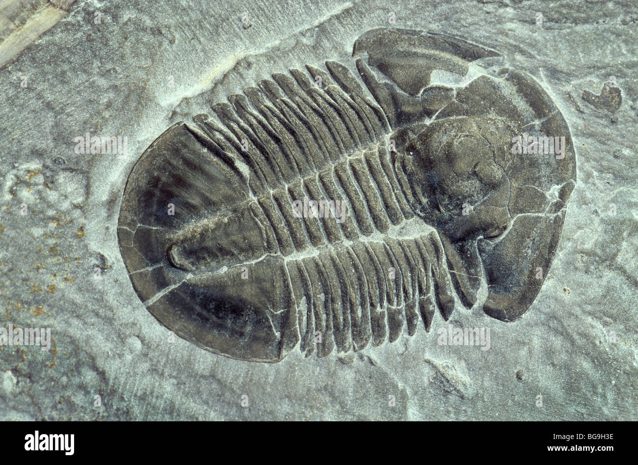 Fossile trilobata, Mid-Cambrian periodo, 500 milioni di anni, Elrathis kingi, Antelope Springs cava, Utah, Stati Uniti d'America Foto Stock