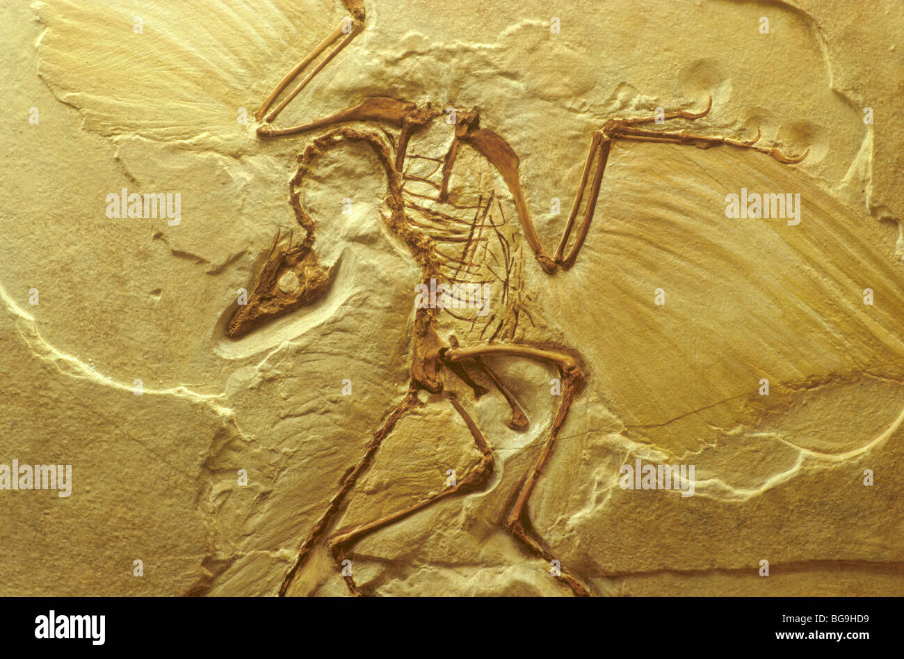 Archaeopteryx, cast di fossili di uccelli, 145 milioni di anni, tardo Giurassico, Germania Foto Stock