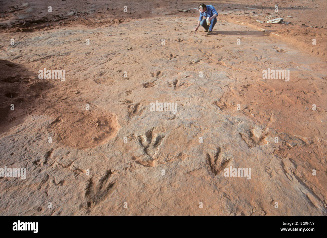 Paleontologo esamina le tracce di dinosauri nella formazione Moenave nel Deserto Dipinto area di Indiano Navajo Nation, Arizona Foto Stock