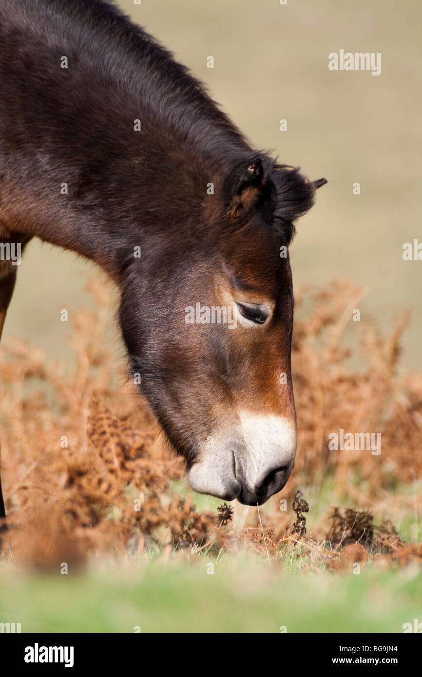 Exmoor pony pascolando vicino Ponte Landacre, Exmoor Foto Stock