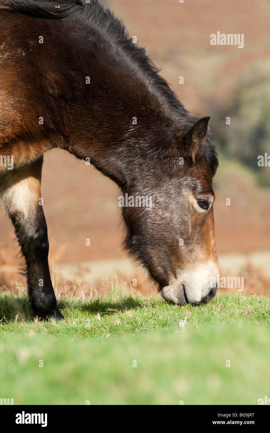 Exmoor pony pascolando vicino Ponte Landacre, Exmoor Foto Stock