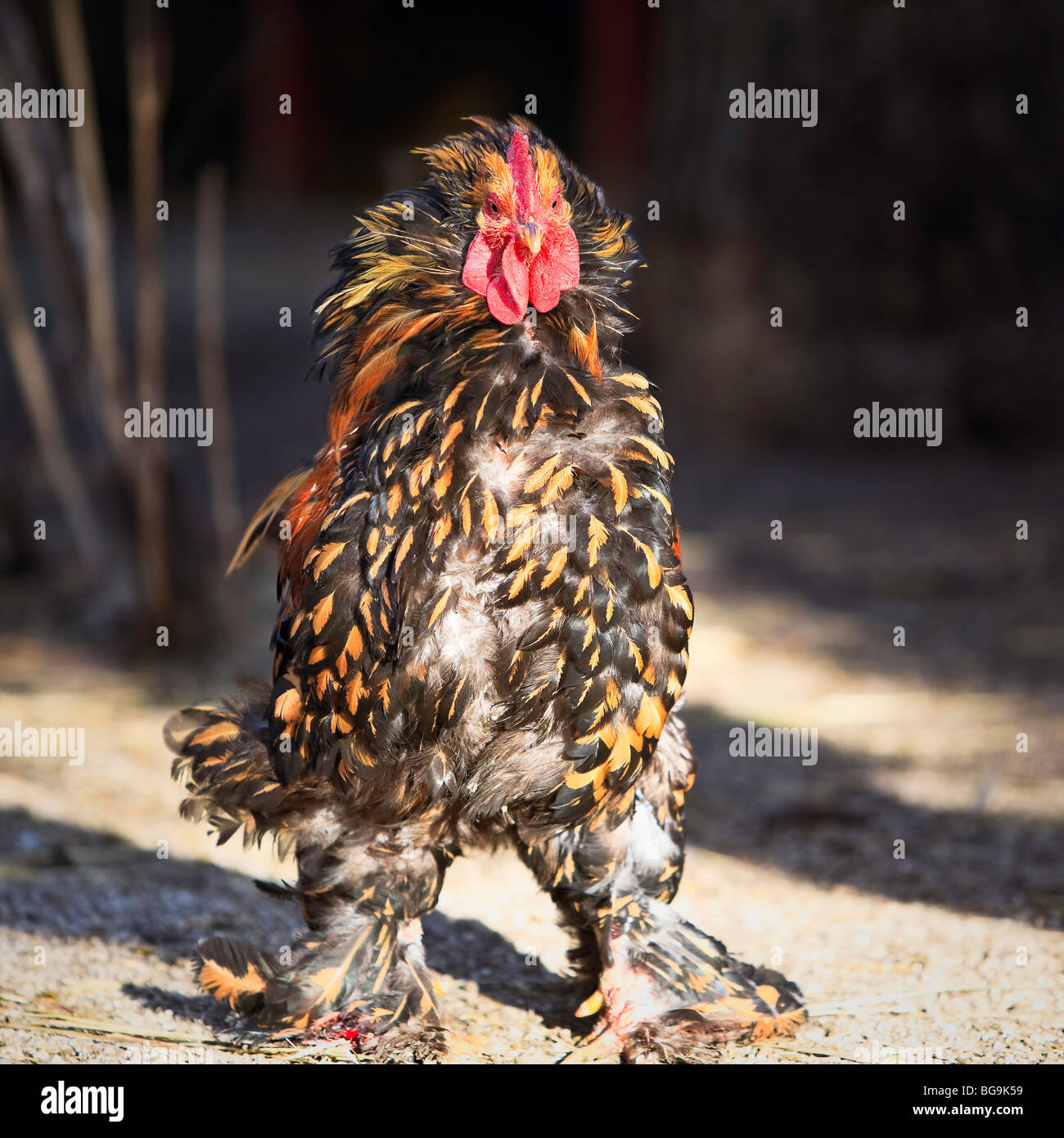 Gold-Laced Cochin Rooster su una fattoria, Manitoba, Canada. Foto Stock