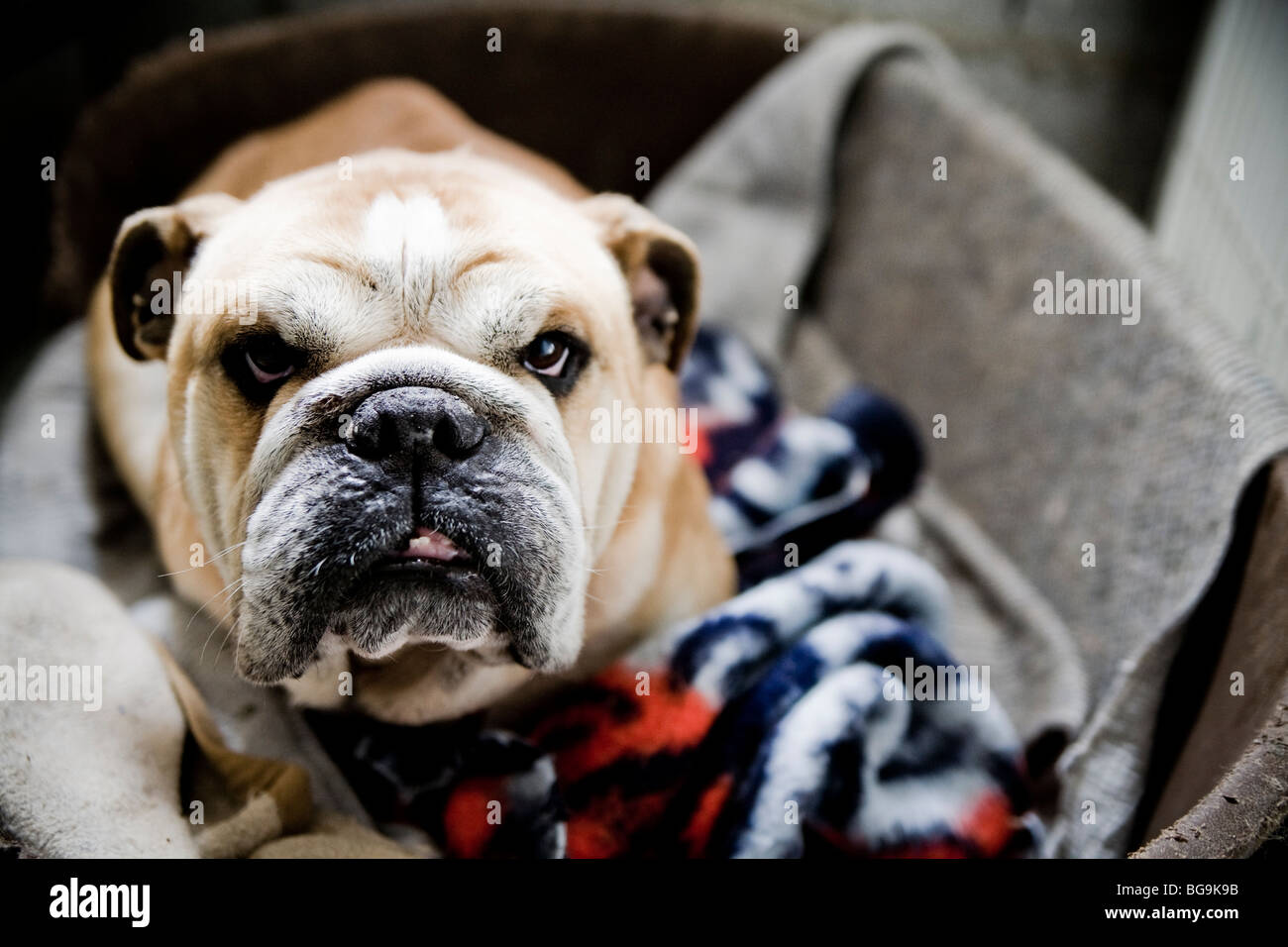 Un bulldog in un dogbed Foto Stock