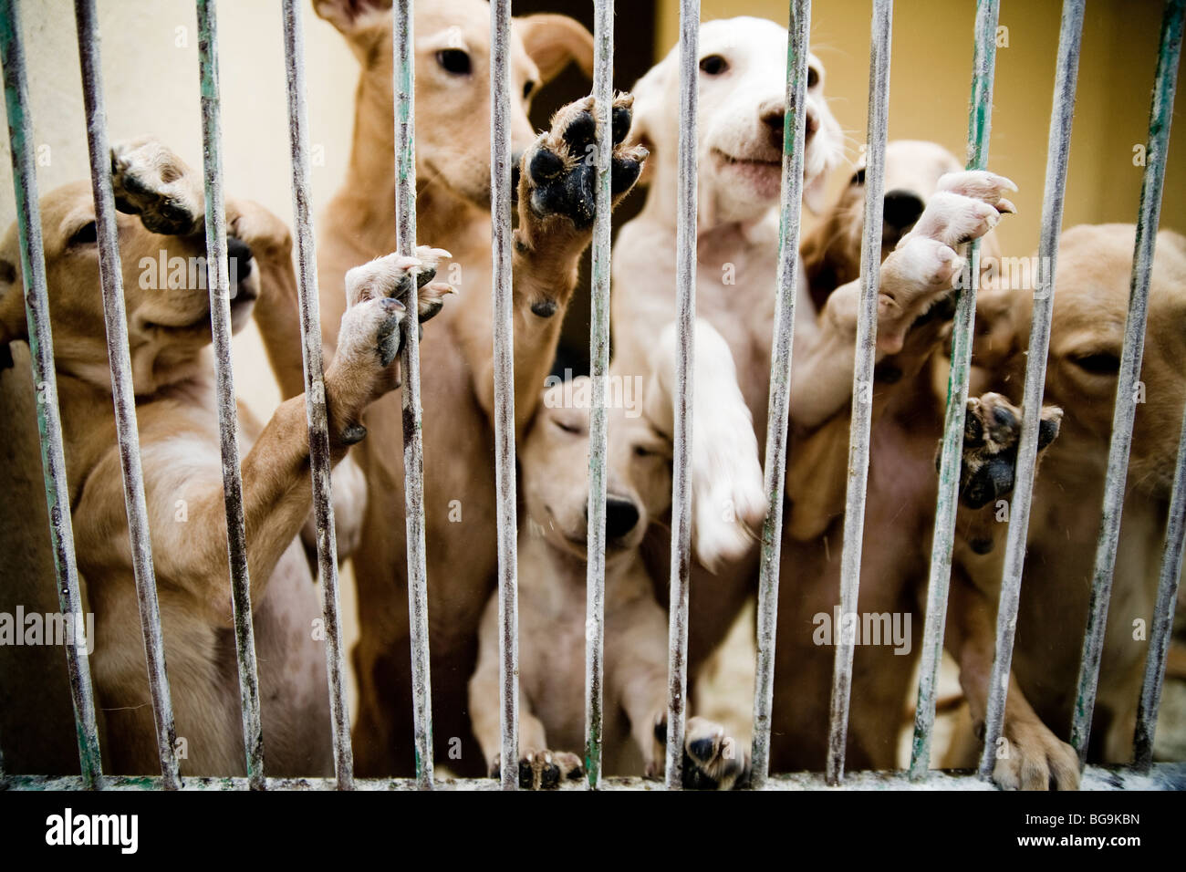 I cuccioli dietro il bar presso un centro di salvataggio per cani Foto Stock