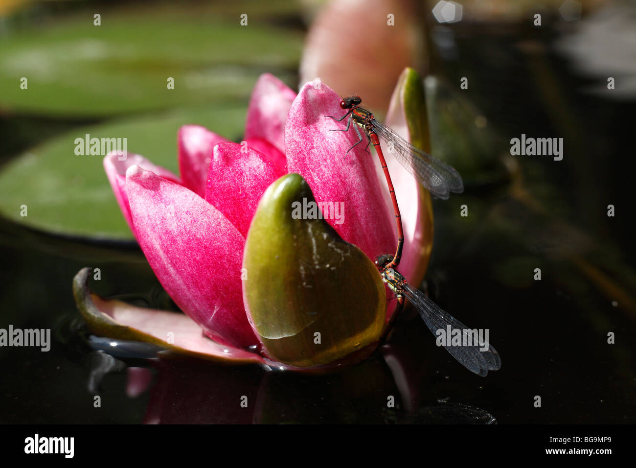 Pyrrhosoma nymphula, rosso grande accoppiamento Damselflies Foto Stock