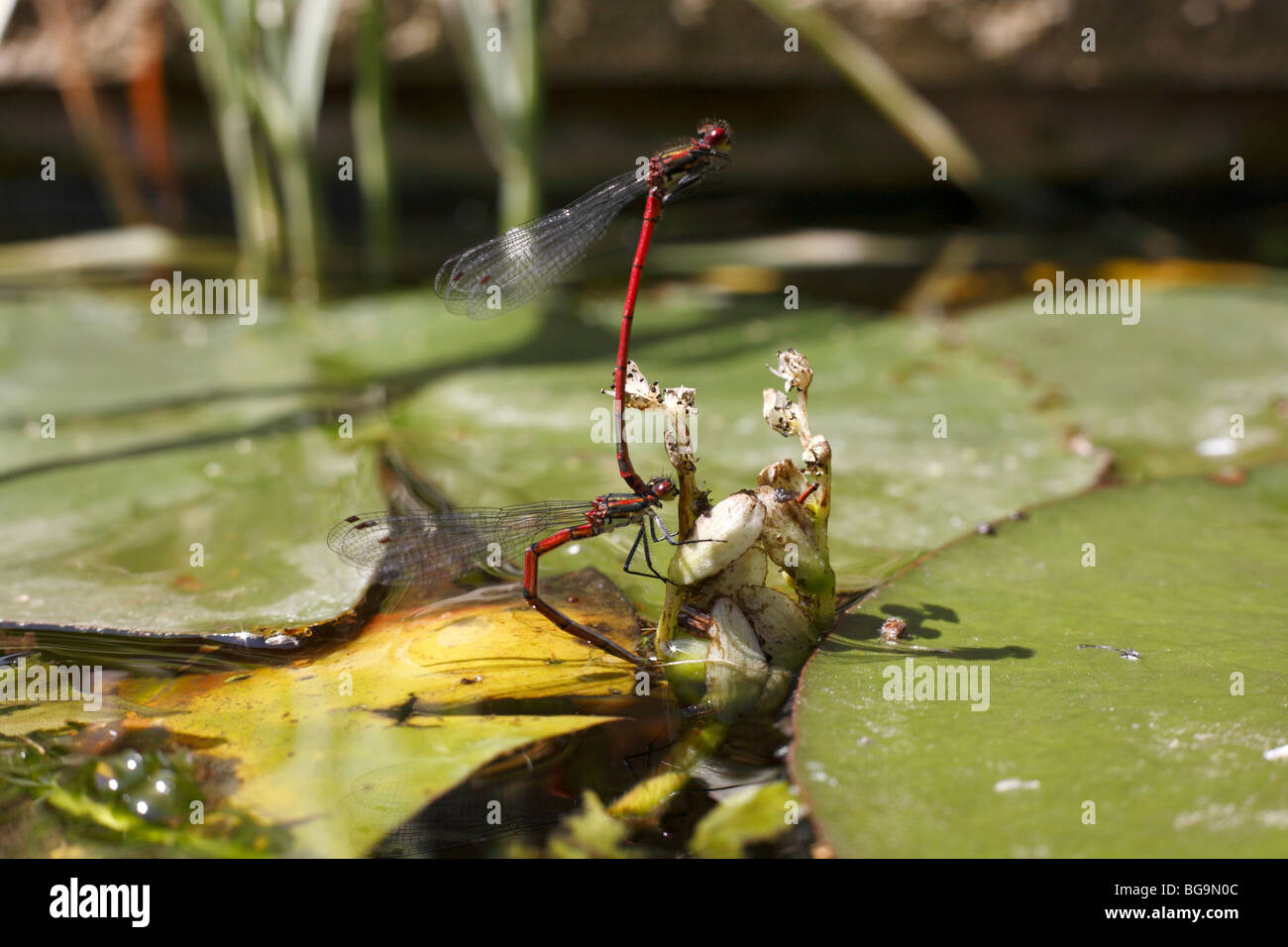 Pyrrhosoma nymphula, rosso grande accoppiamento Damselflies Foto Stock