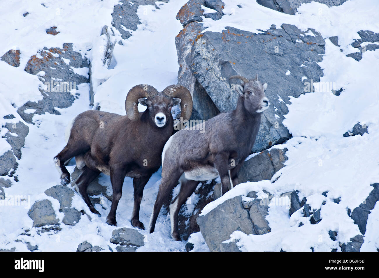 Un maschio e femmina pecore bighorn Foto Stock