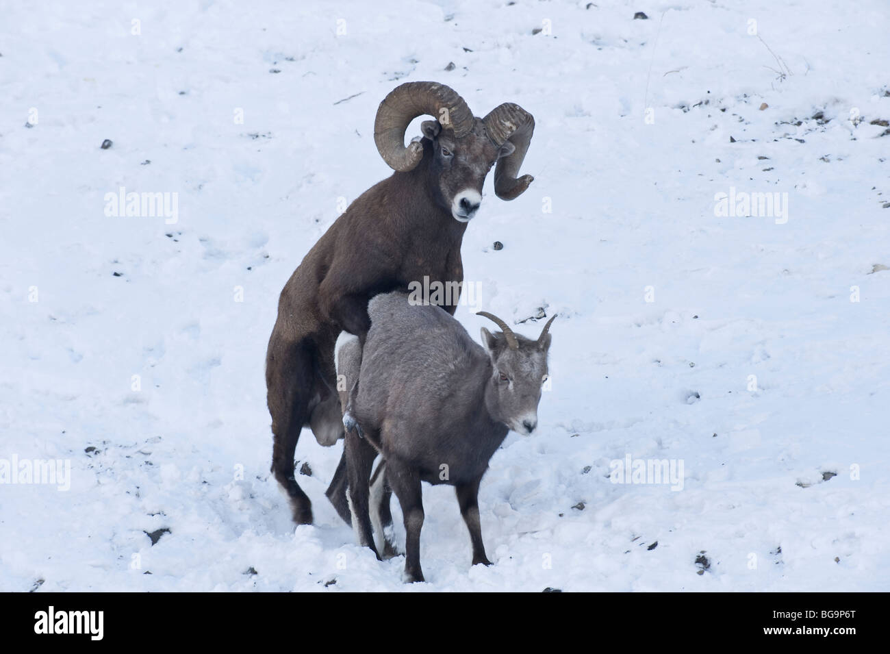 Bighorn coniugata Foto Stock