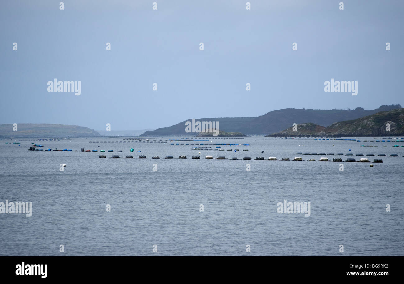 Mitilicoltura, Roaring Water Bay, West Cork, Irlanda Foto Stock