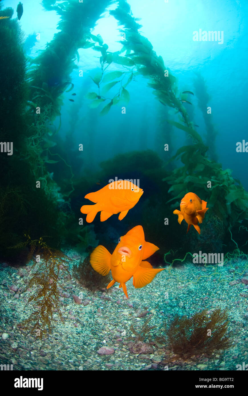 Tre orange Garibaldi pesci nuotano in un letto di kelp che assomiglia a una chiara acquario d'acqua. Foto Stock