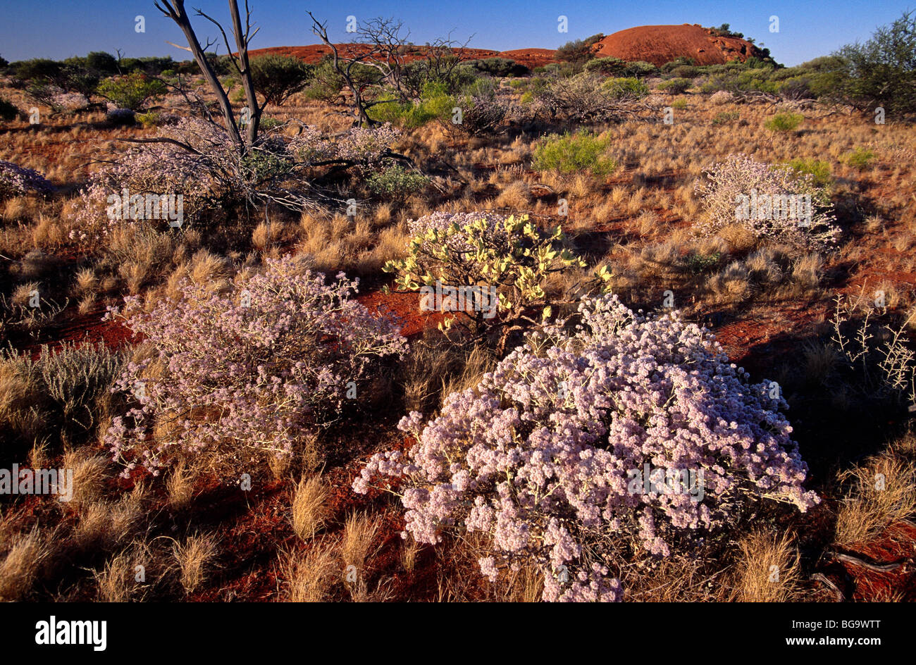 La molla fiori selvatici scenic outback Australia Foto Stock