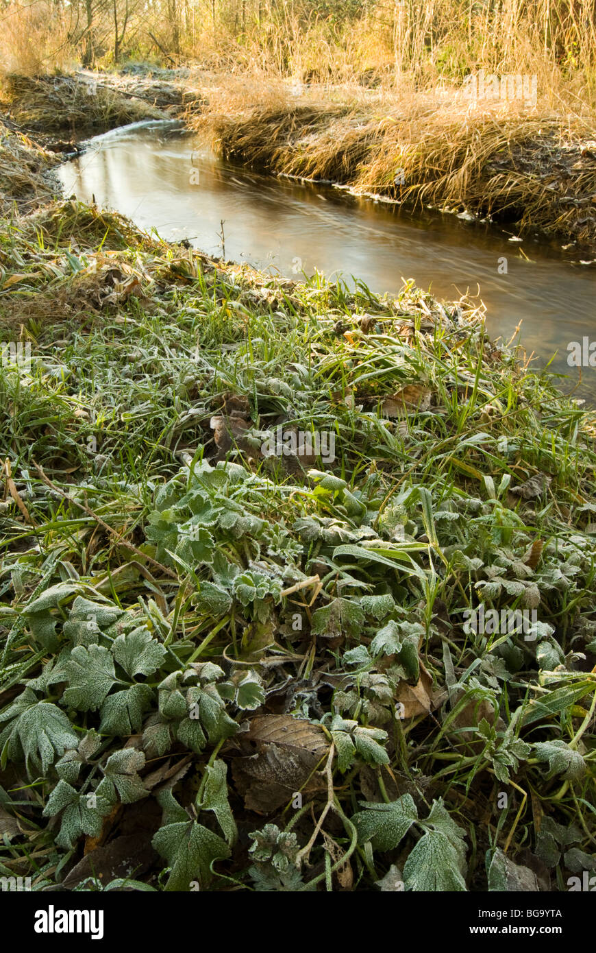 Un inverno freddo di mattina in Western Washington. Foto Stock