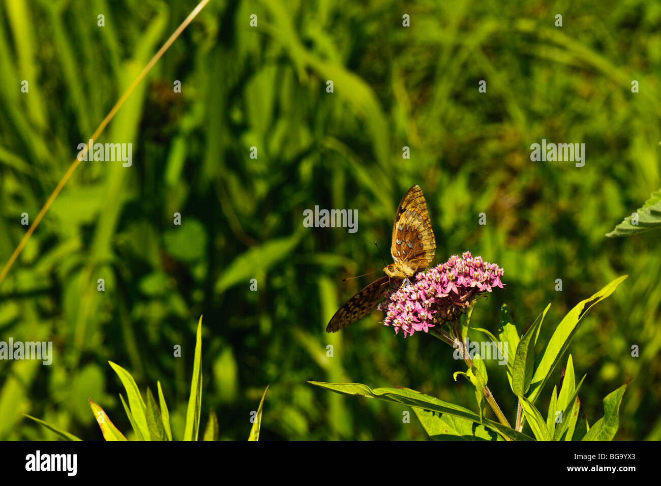 Grande Lamas Fritillary farfalla sulla sips dalla palude Milweed fiori. Foto Stock