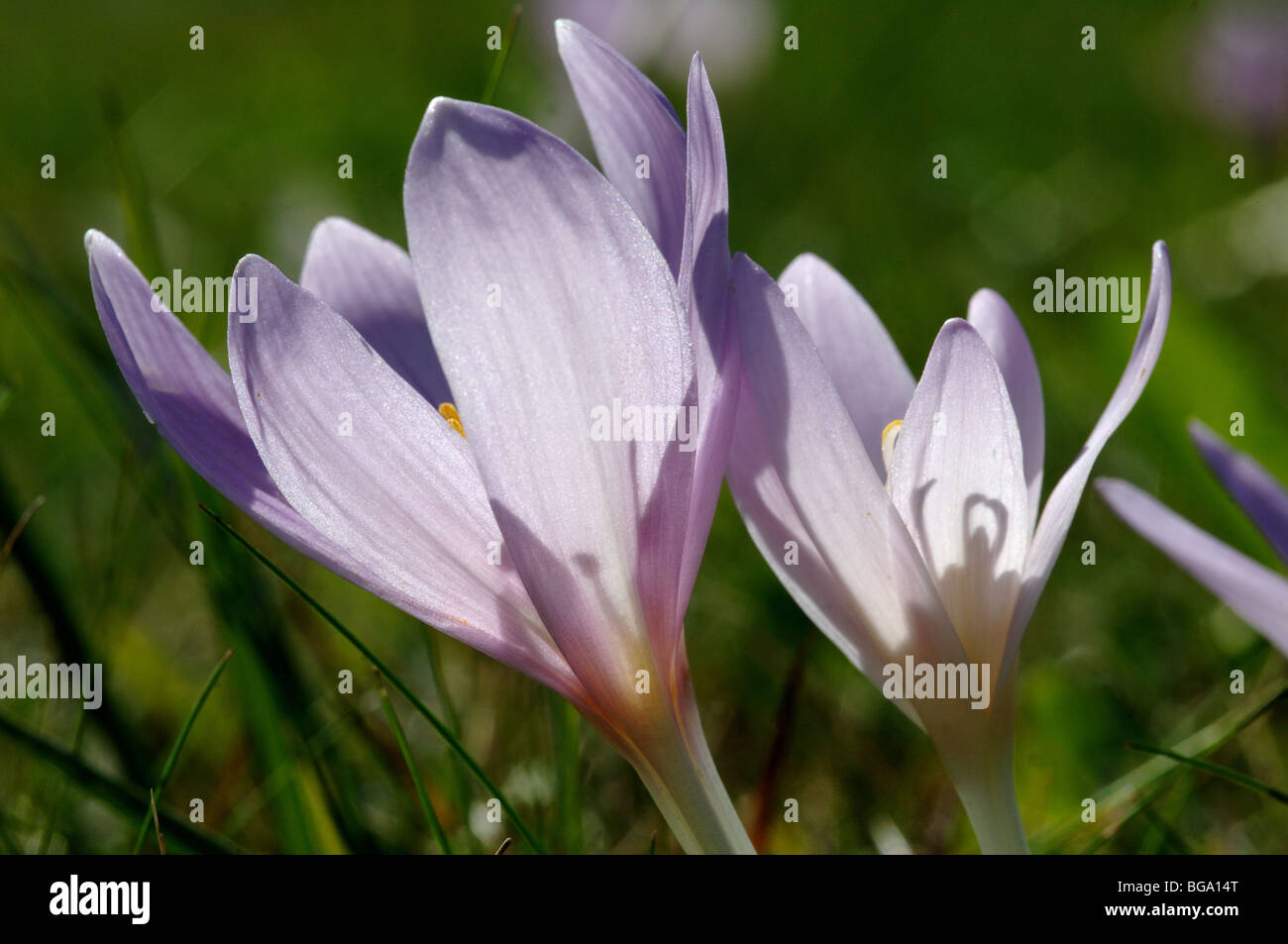 Crocus fiore in Slovensky Raj Parco nazionale della Slovacchia Foto Stock