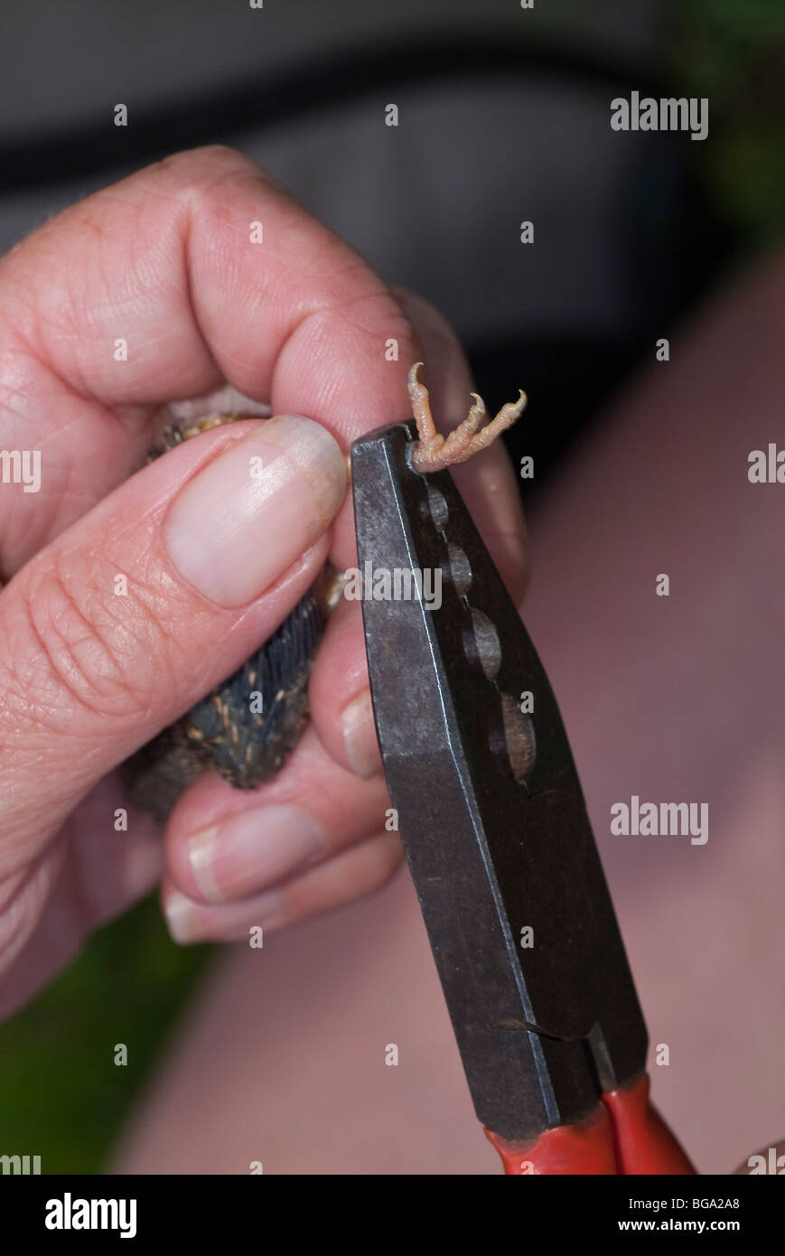 Primo piano della mano di un ringer che fissa un anello di identità alla gamba di un pulcino di un Flycatcher punteggiato. Devon. REGNO UNITO Foto Stock