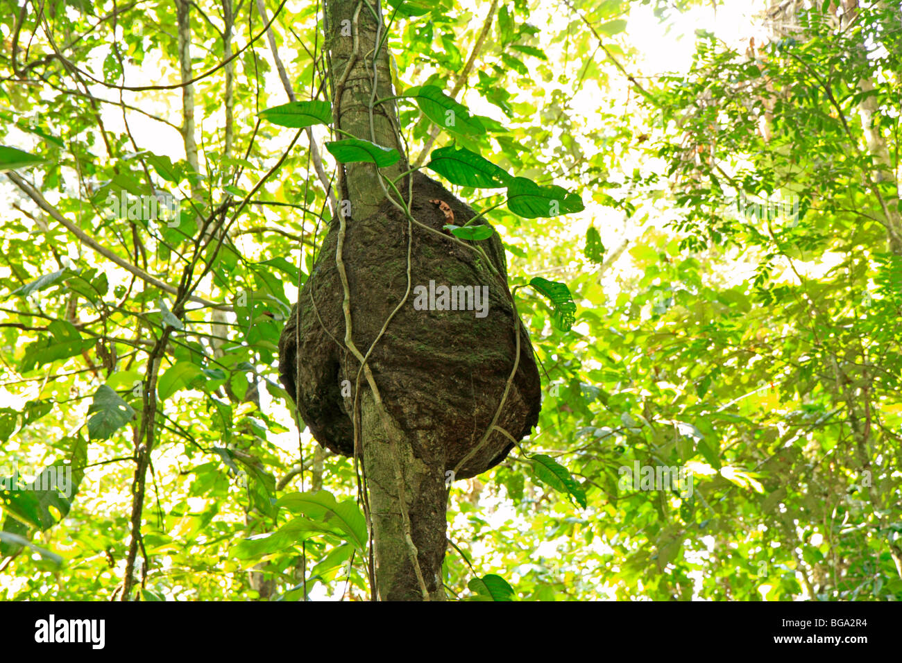 Termite nido, Tambopata National Reserve, area amazzonica, Perù, Sud America Foto Stock