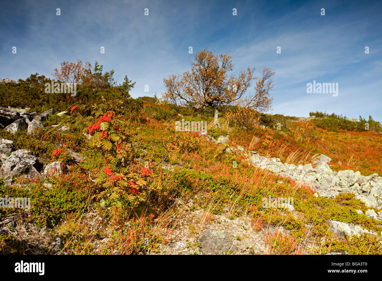 Pyhä-Luosto Parco Nazionale: Noitatunturi a piedi Foto Stock