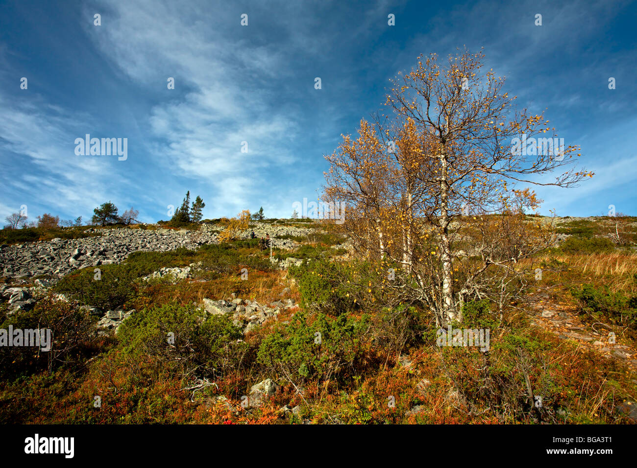 Pyhä-Luosto Parco Nazionale: Noitatunturi a piedi Foto Stock