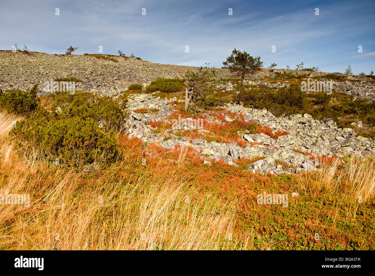 Pyhä-Luosto Parco Nazionale: Noitatunturi a piedi Foto Stock