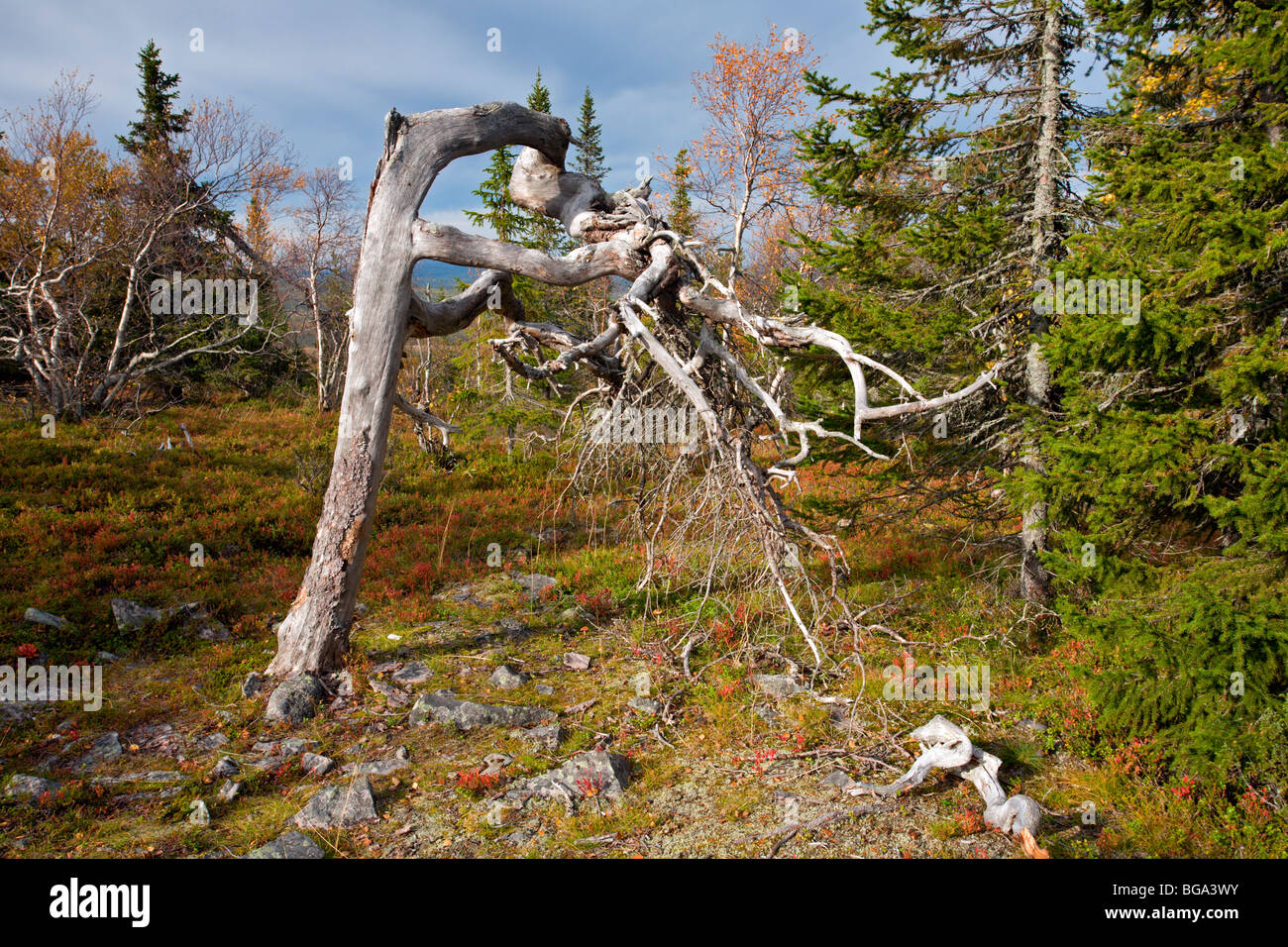 Pyhä-Luosto Parco Nazionale: Noitatunturi a piedi: Curva Tree Foto Stock