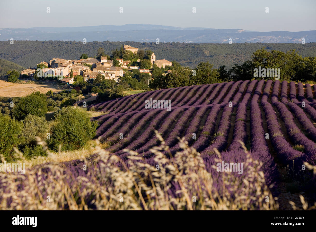 Francia, Alpes de Haute Provence, Entrevennes, campo di lavanda Foto Stock