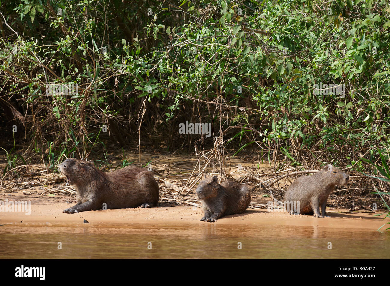 Capibara, Hydrochoerus hydrochaeris, Pantanal, Mato Grosso, Brasile, Sud America Foto Stock