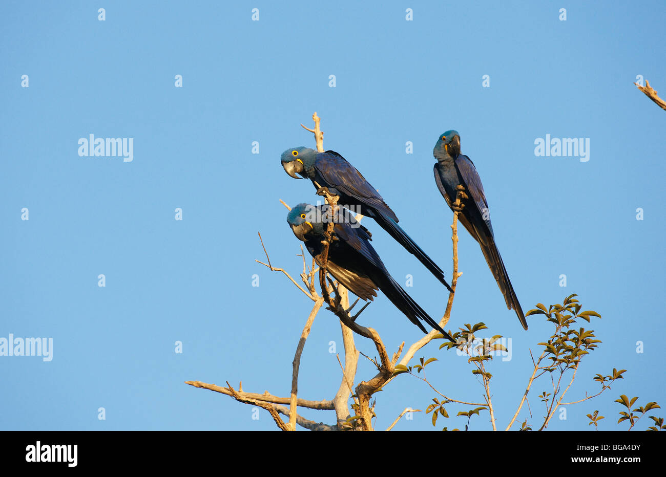 Giacinto MACAWS, Anodorhynchus hyacinthinus, Pantanal, Mato Grosso, Brasile, Sud America Foto Stock