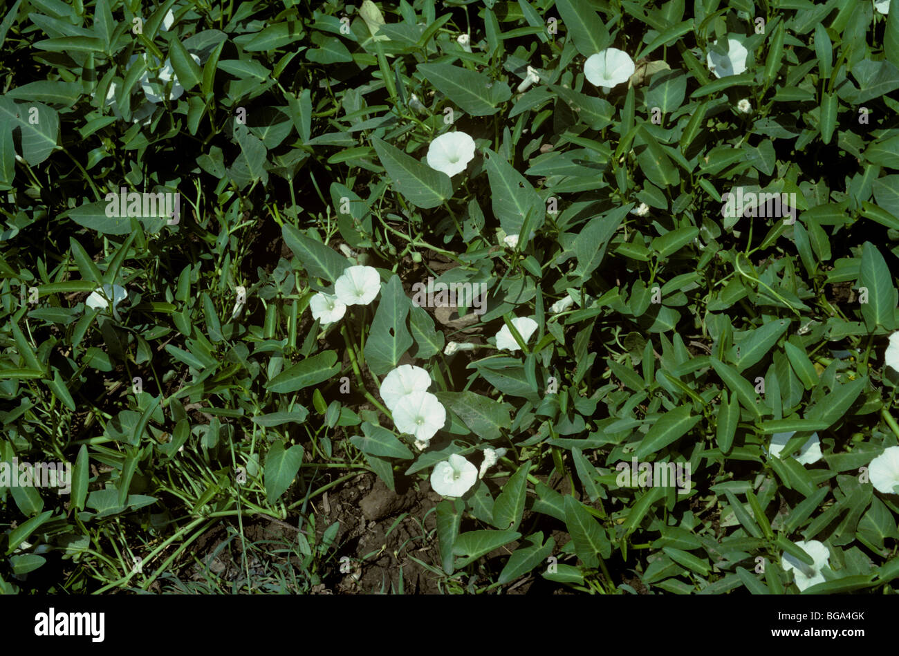 Palude o acqua gloria di mattina (Ipomoea aquatica) Fiori Foto Stock