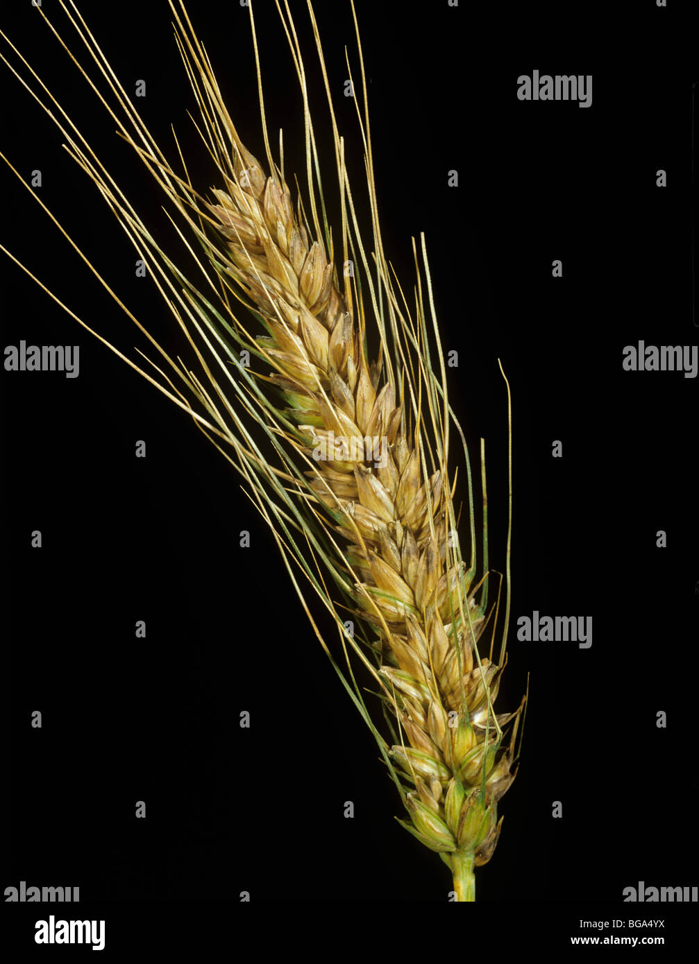 Glume blotch (Phaeosphaeria nodorum) lesioni su orecchie di grano (svestito) Foto Stock