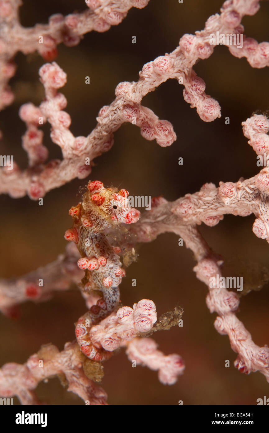 Cavalluccio marino pigmeo (Hippocampus bargibanti) sul mare gorgonia ventola (Muricella sp.), Lembeh strait, Nord Sulawesi, Indonesia Foto Stock