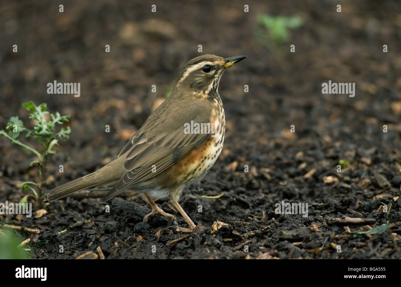 Redwing sul terreno Foto Stock