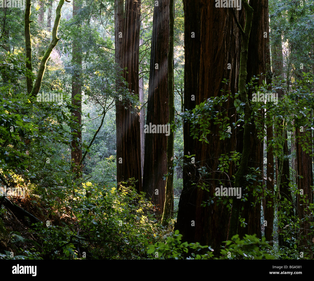 CALIFORNIA - alberi di sequoia in Muir Woods monumento nazionale Foto Stock