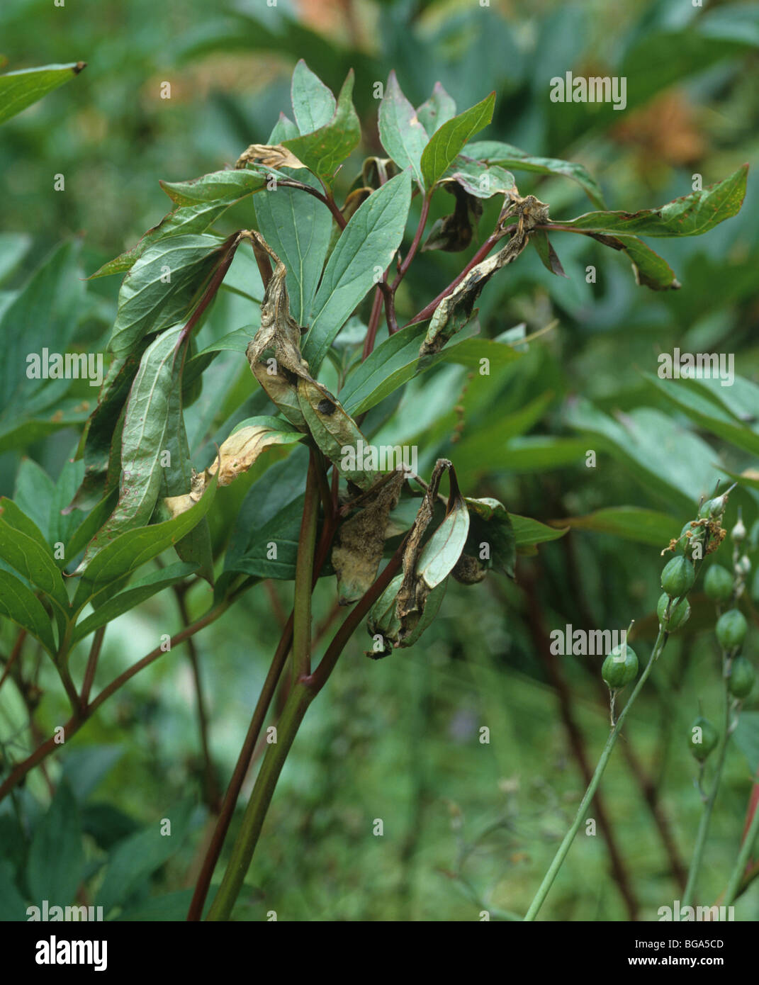 Peonia stampo (Botrytis paeoniae) sulla peonia (Paeonia spp.) fogliame Foto Stock