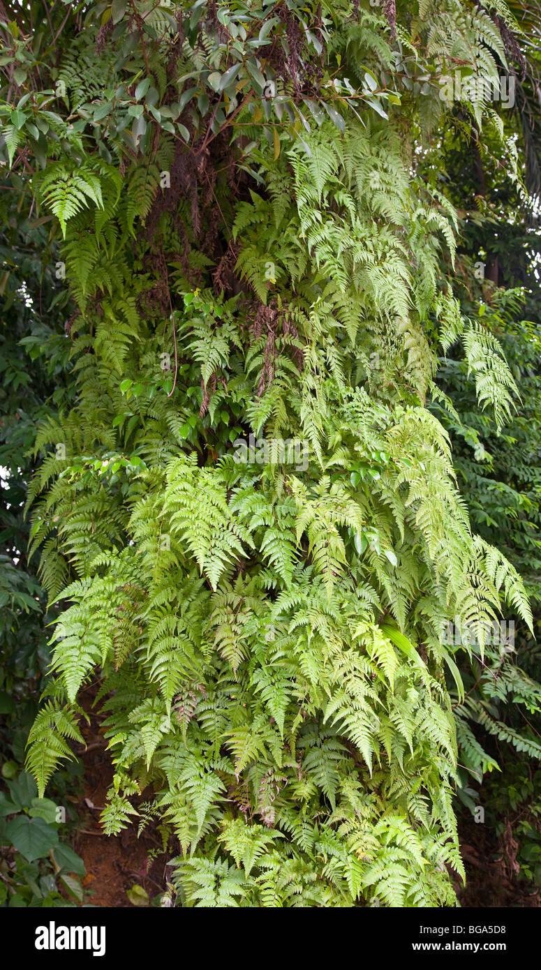Epiphytic felci che cresce su trunk oilpalm Foto Stock