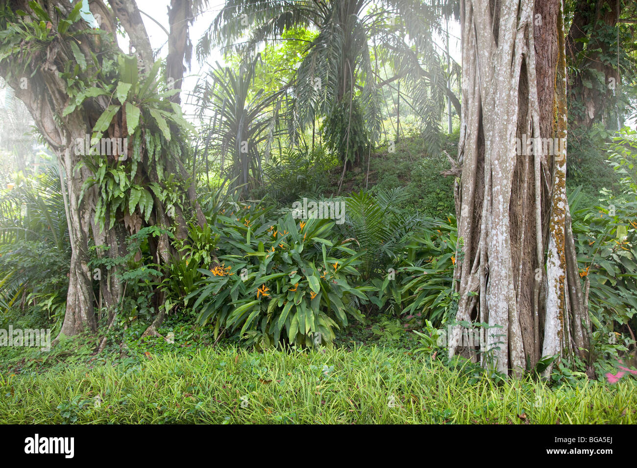 I margini della foresta pluviale, Malaysia Foto Stock