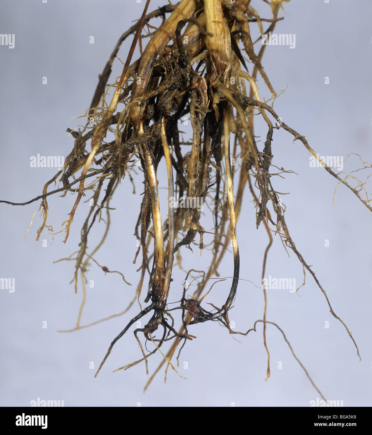 Comune di root rot (Cochliobolus sativus) decolorazione del frumento sub internodo corona Foto Stock
