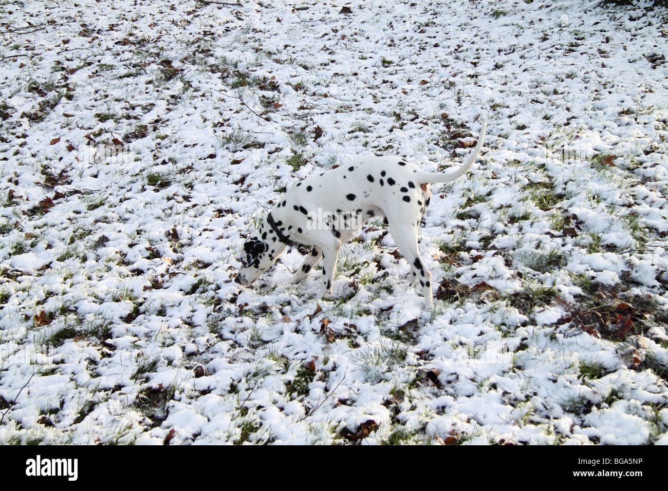 Cane dalmata contro la neve. Effetto di mimetizzazione. Foto Stock